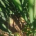 洋葱基地种植黄葱紫葱大红小葱各种规格都有