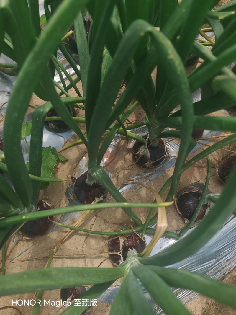 洋葱基地种植黄葱紫葱大红小葱各种规格都有