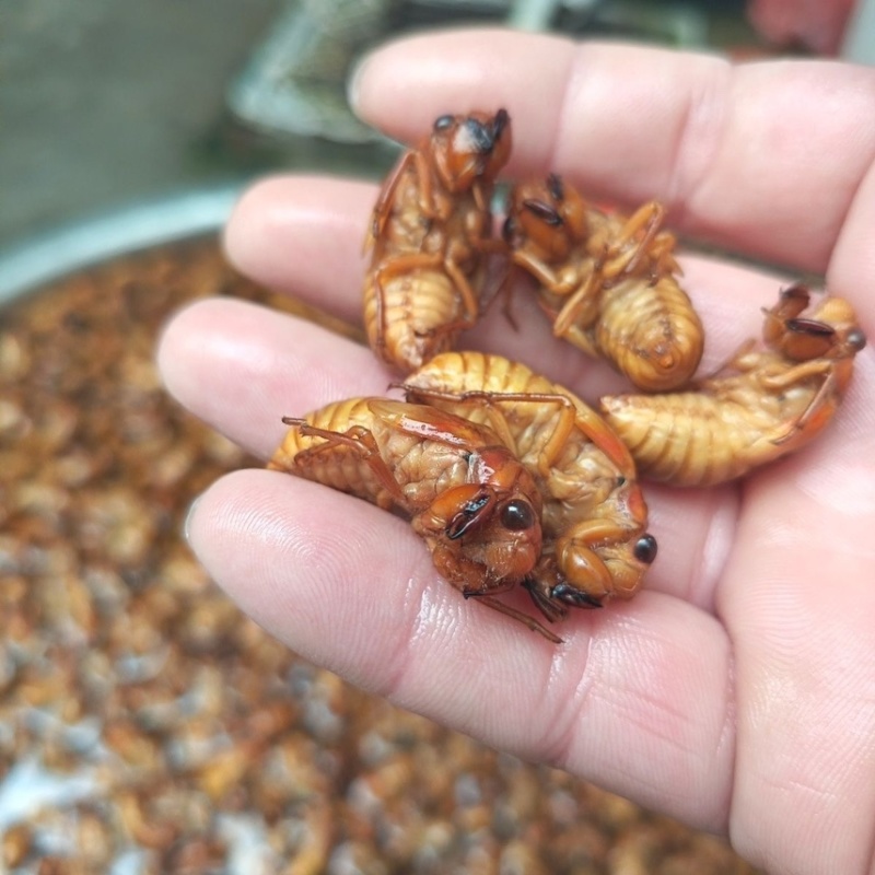 金蝉，对接电商，社区团购，市场，商场，一件代发。