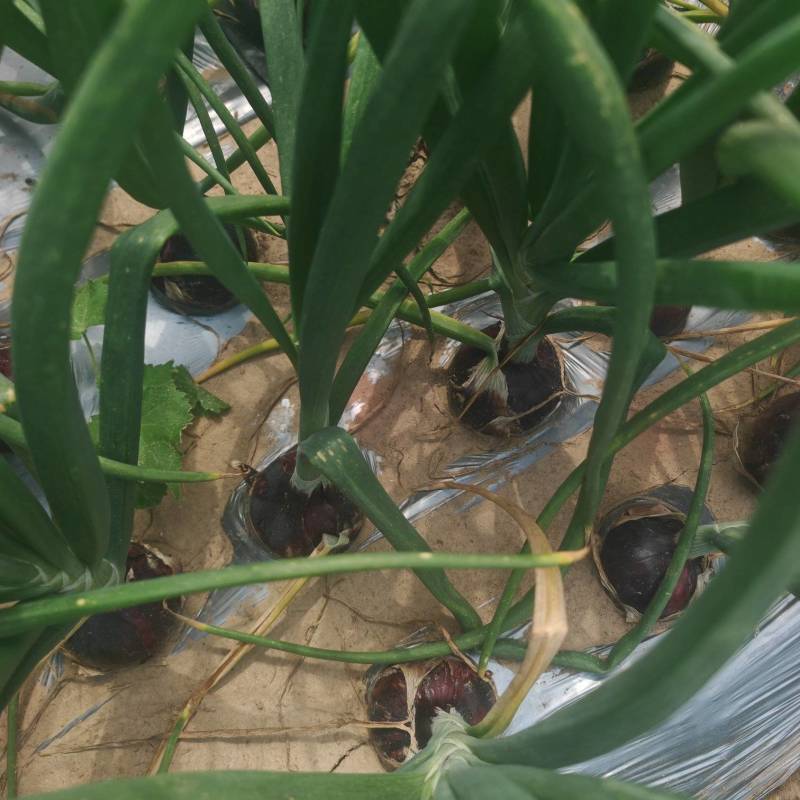 洋葱基地种植紫葱红葱黄葱小葱各种规格都