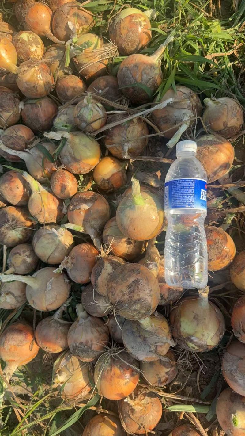 洋葱基地种植紫葱红葱黄葱小葱各种规格都