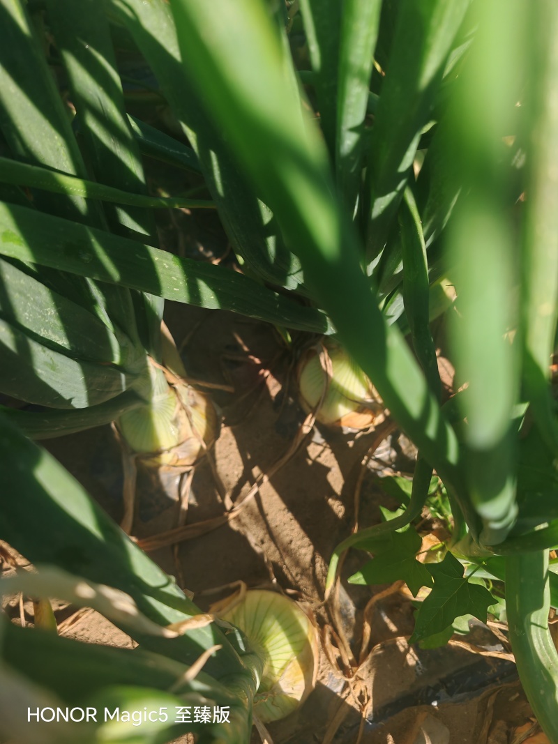 洋葱基地种植紫葱红葱黄葱小葱各种规格都