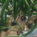 洋葱基地种植紫葱红葱黄葱小葱各种规格都
