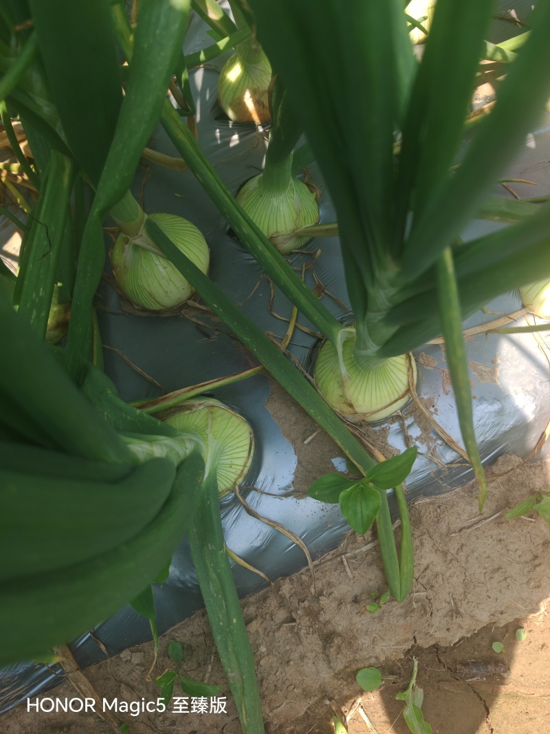 洋葱基地种植紫葱红葱黄葱小葱各种规格都
