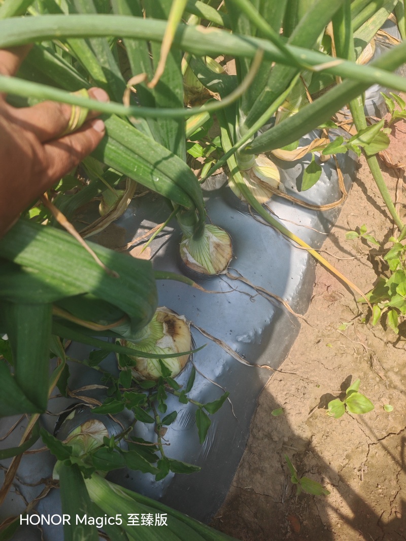 洋葱基地种植紫葱红葱黄葱小葱各种规格都