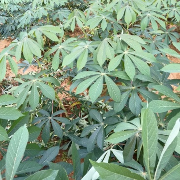 华南九号木薯