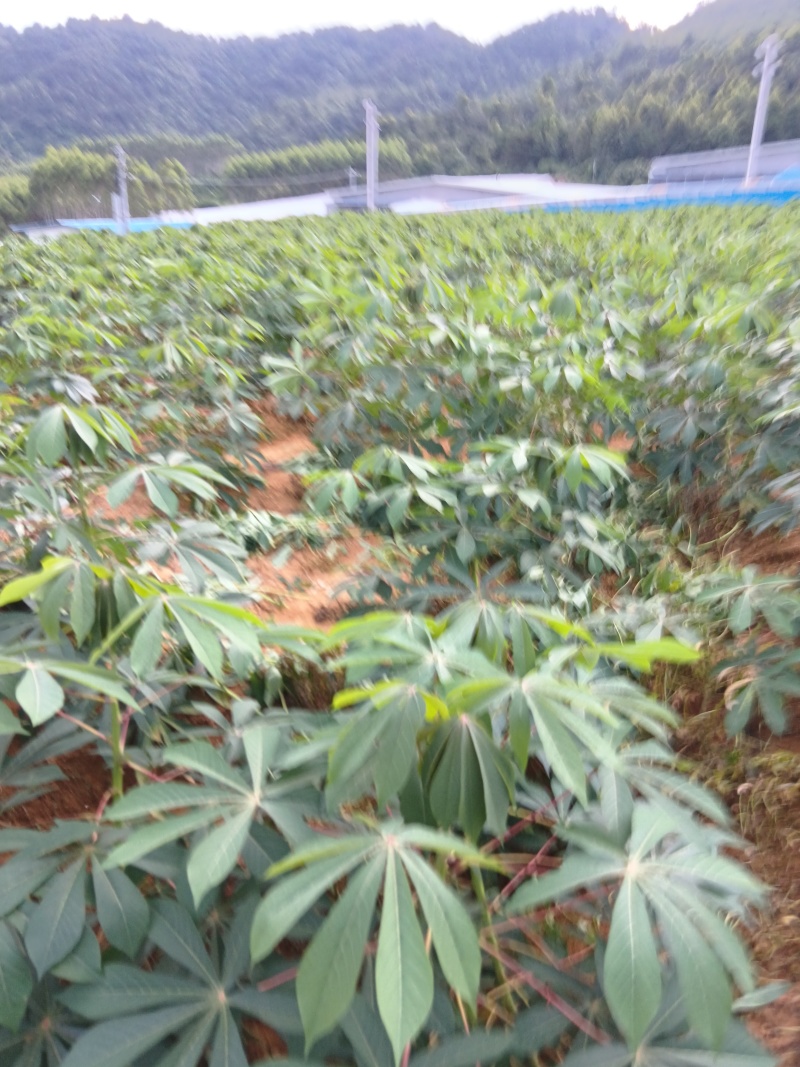 华南九号木薯