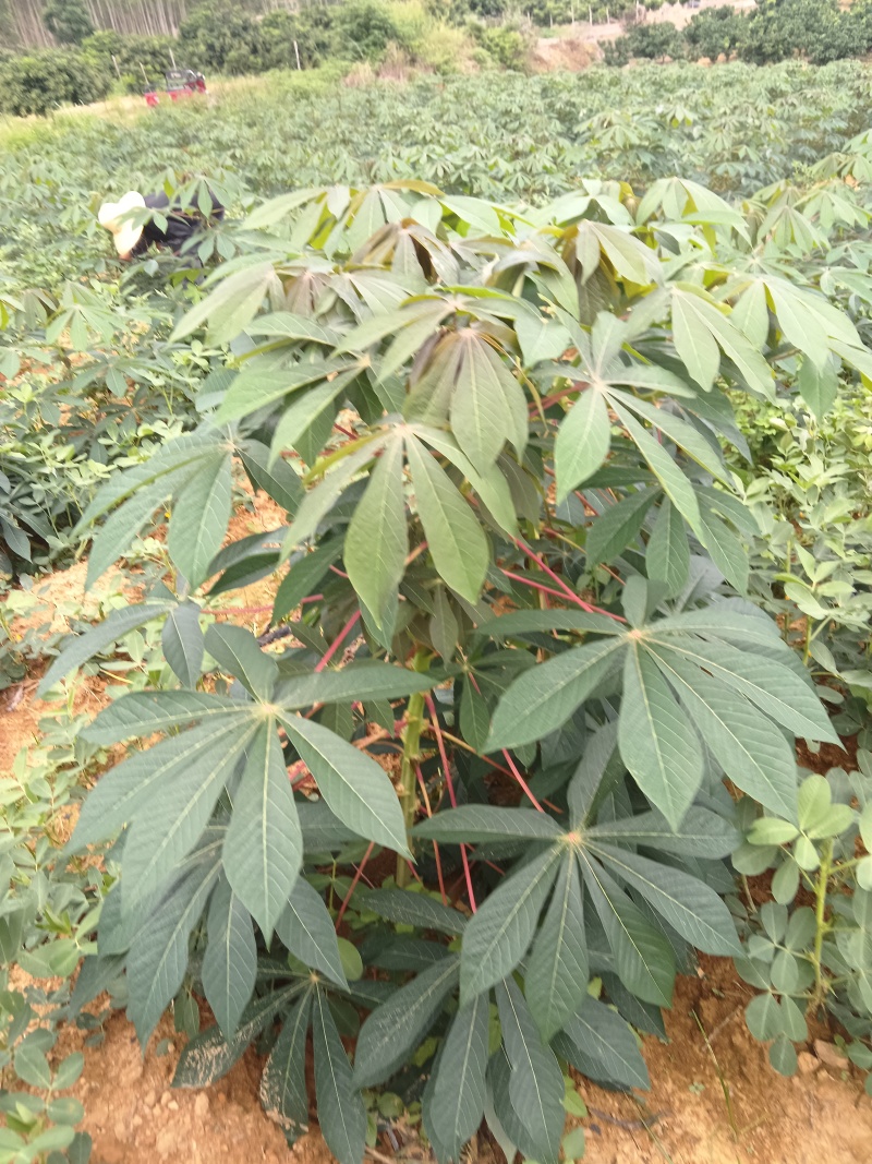 华南九号木薯