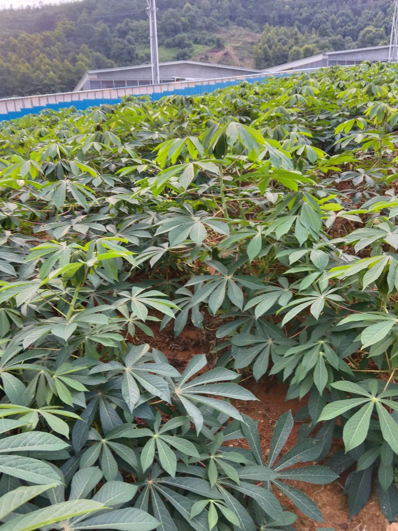 华南九号木薯