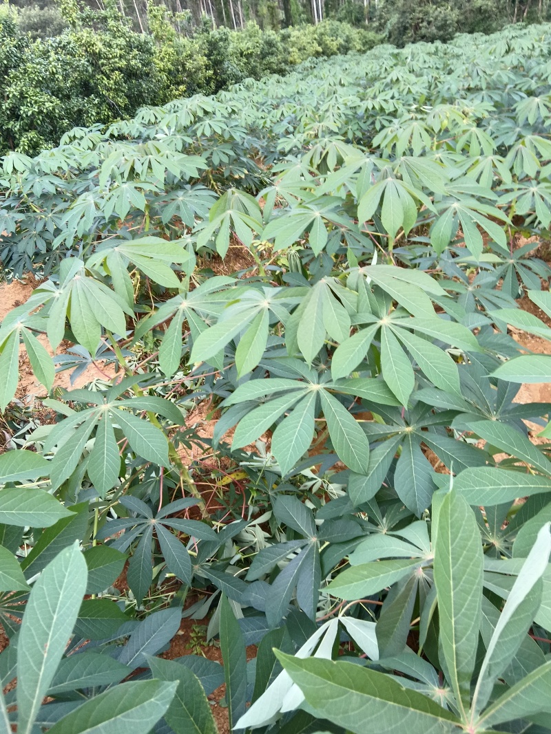 华南九号木薯
