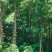 银杏树