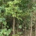 银杏树