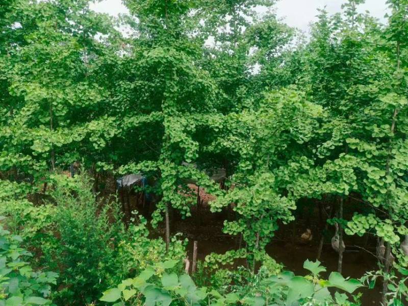 银杏树