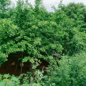 银杏树