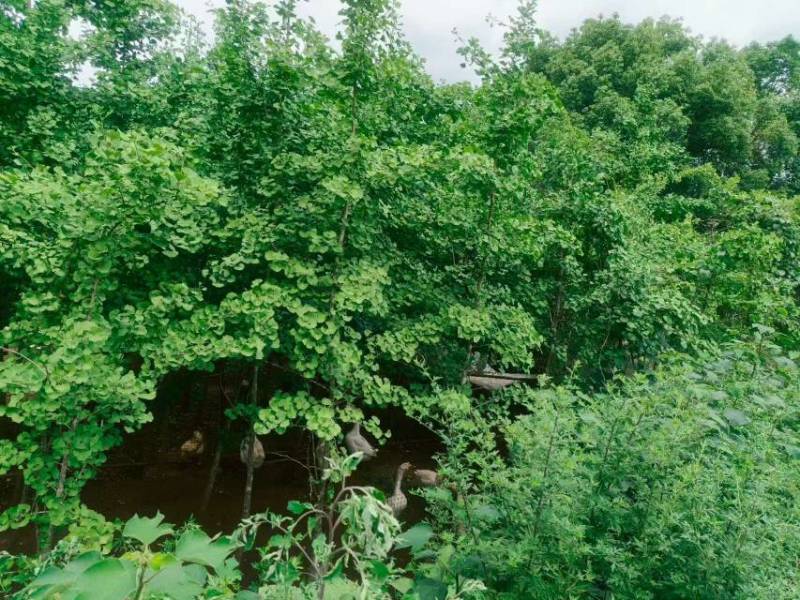 银杏树