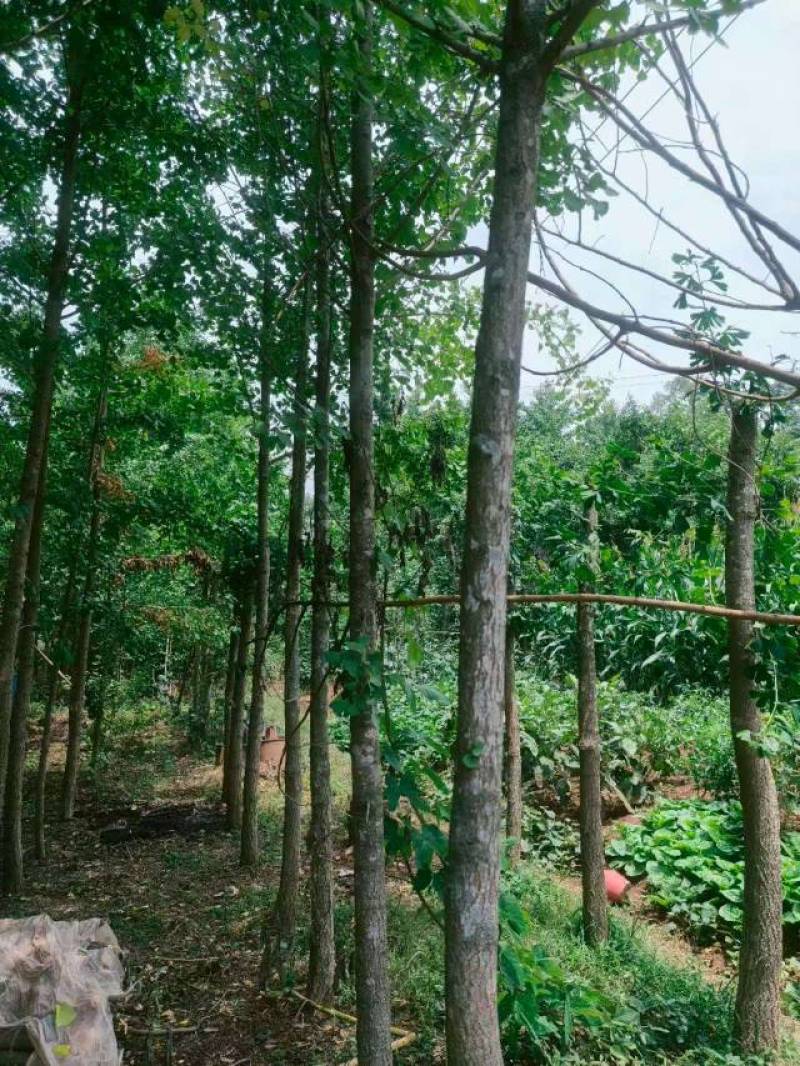 银杏树
