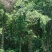 银杏树