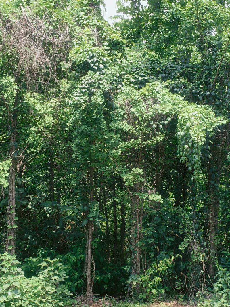 银杏树