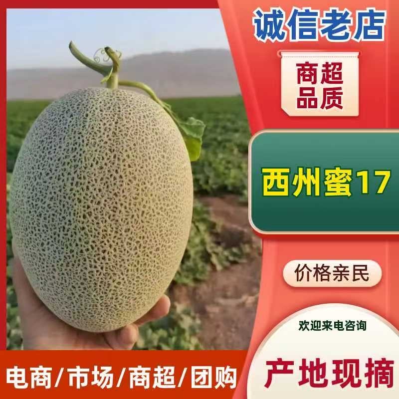 西州蜜瓜新疆哈密瓜全国直发，量大从优，可视频看货