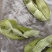 沈鲜三号毛豆，精品棵棵饱满，无差果