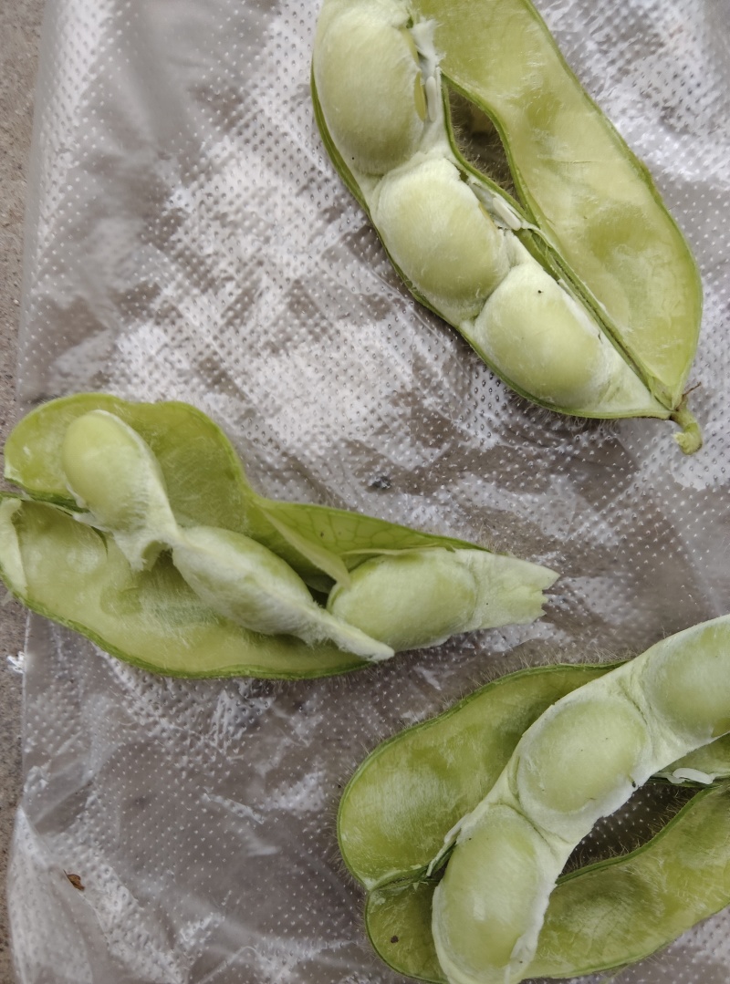 沈鲜三号毛豆，精品棵棵饱满，无差果