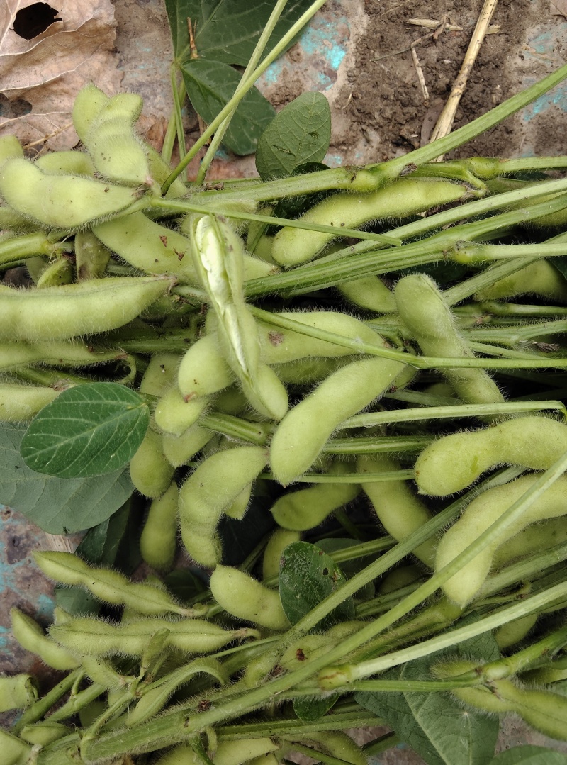 沈鲜三号毛豆，精品棵棵饱满，无差果