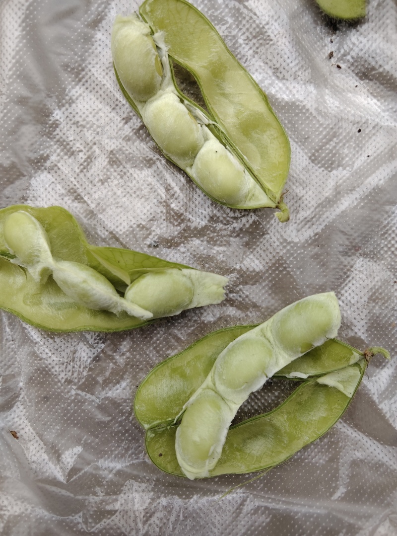 沈鲜三号毛豆，精品棵棵饱满，无差果