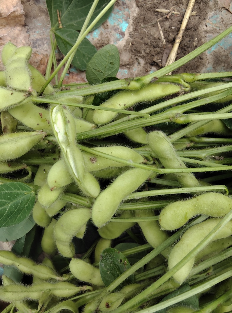 沈鲜三号毛豆，精品棵棵饱满，无差果