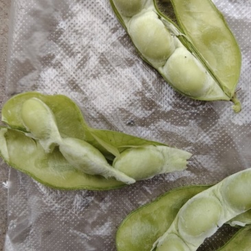 沈鲜三号毛豆，精品棵棵饱满，无差果