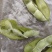 沈鲜三号毛豆，精品棵棵饱满，无差果