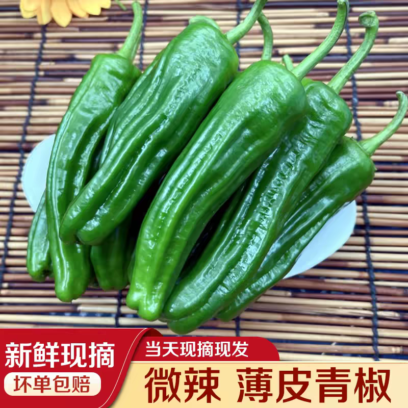 薄皮椒泡椒苏椒产地看货伦价保质保量欢迎订购