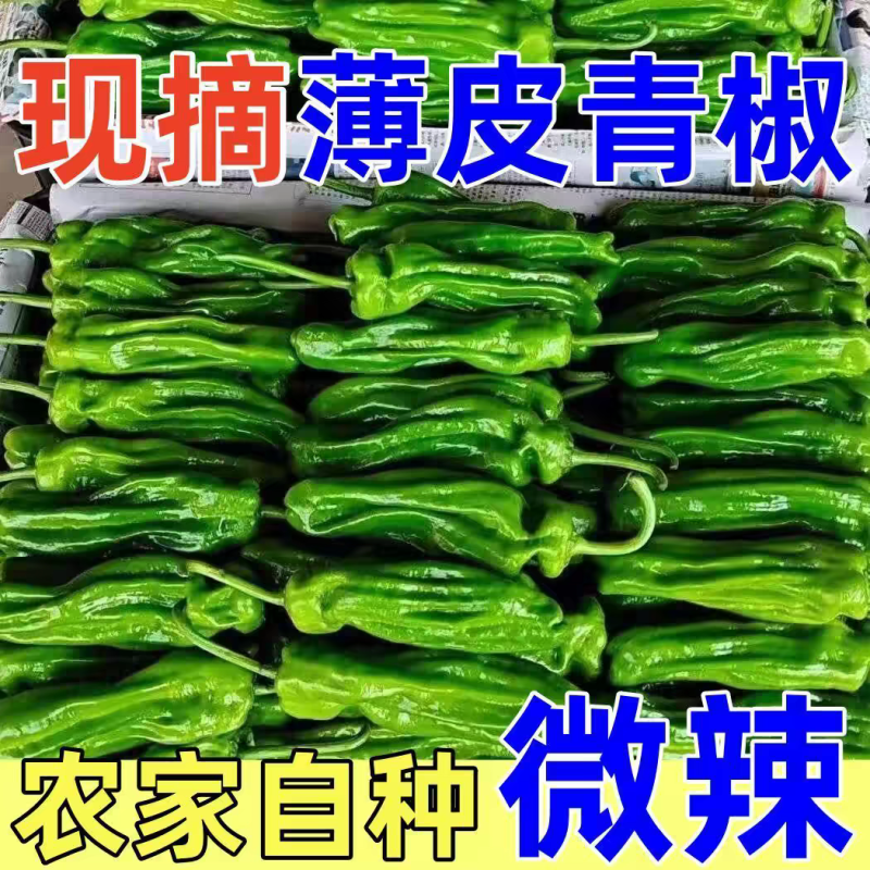 薄皮椒泡椒苏椒产地看货伦价保质保量欢迎订购