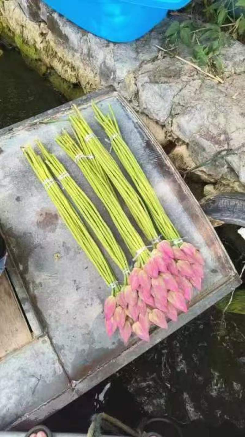 现采新鲜荷花花苞睡莲花苞基地批发现采现发