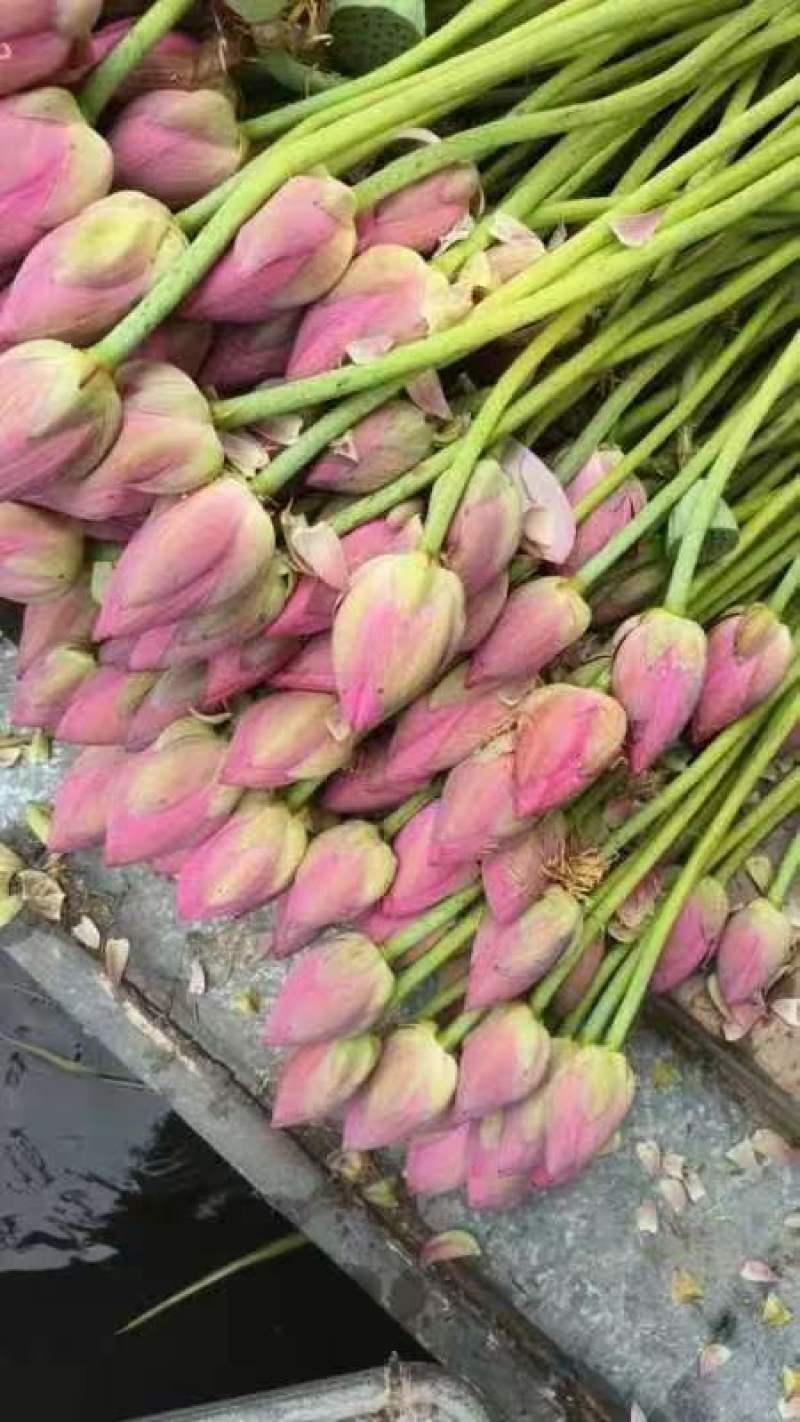 现采新鲜荷花花苞睡莲花苞基地批发现采现发