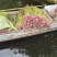 现采新鲜荷花花苞睡莲花苞基地批发现采现发