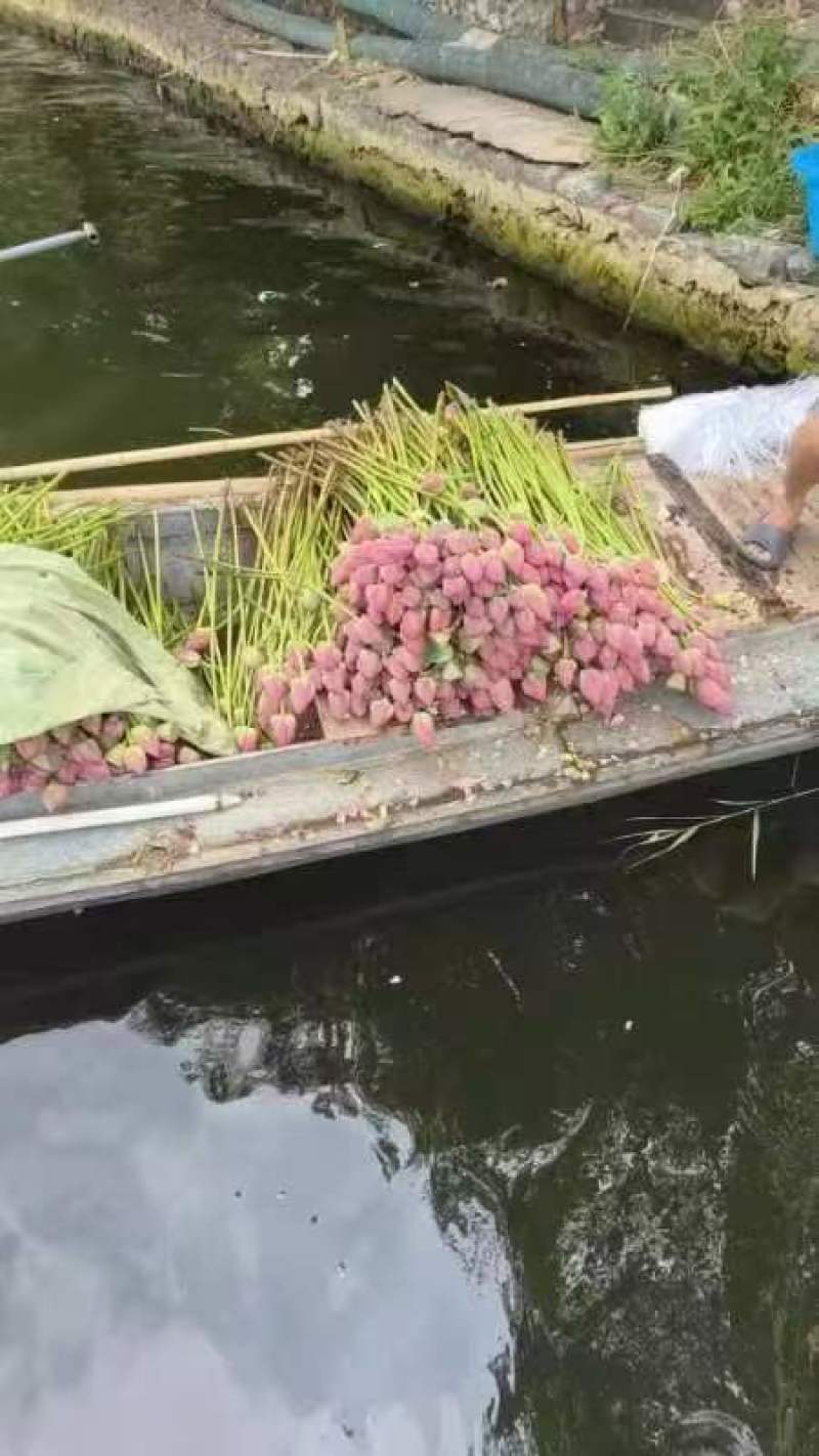 现采新鲜荷花花苞睡莲花苞基地批发现采现发