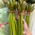现采新鲜荷花花苞睡莲花苞基地批发现采现发