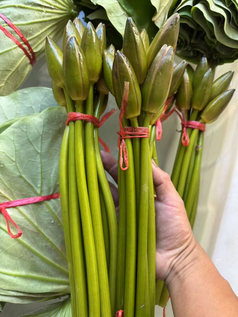 现采新鲜荷花花苞睡莲花苞基地批发现采现发