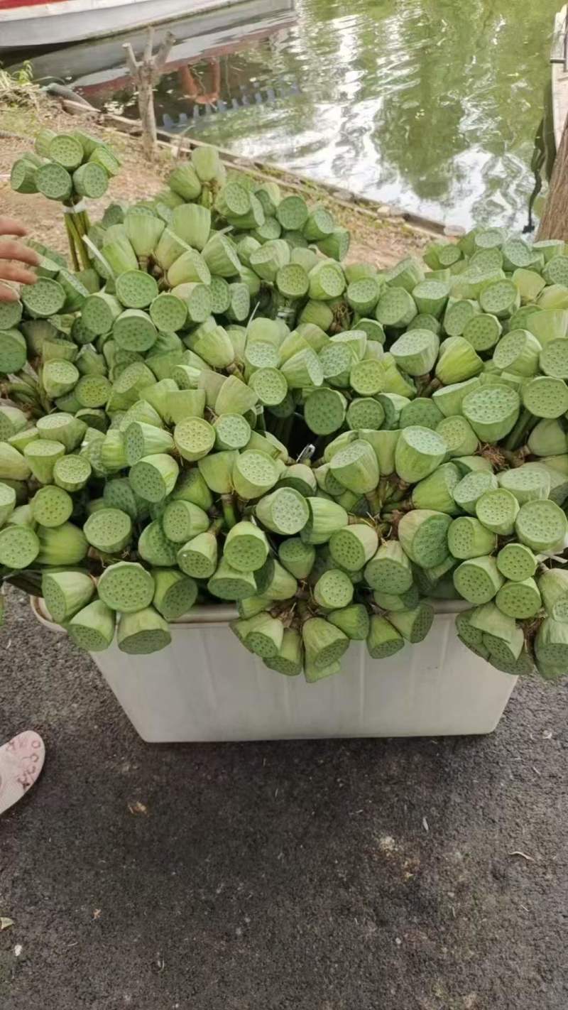 现采新鲜荷花花苞睡莲花苞基地批发现采现发
