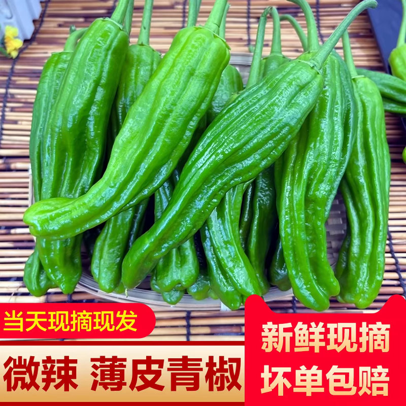 薄皮椒泡椒苏椒产地看货伦价保质保量欢迎订购