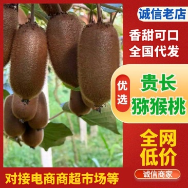 修文贵长猕猴桃