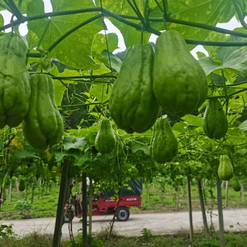 贵州佛手瓜货量充足保质保量对接市场档口商超电商渠道欢迎咨