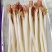 高蛋白花生芽，比豆芽更鲜，家常炒菜配菜，基地直供