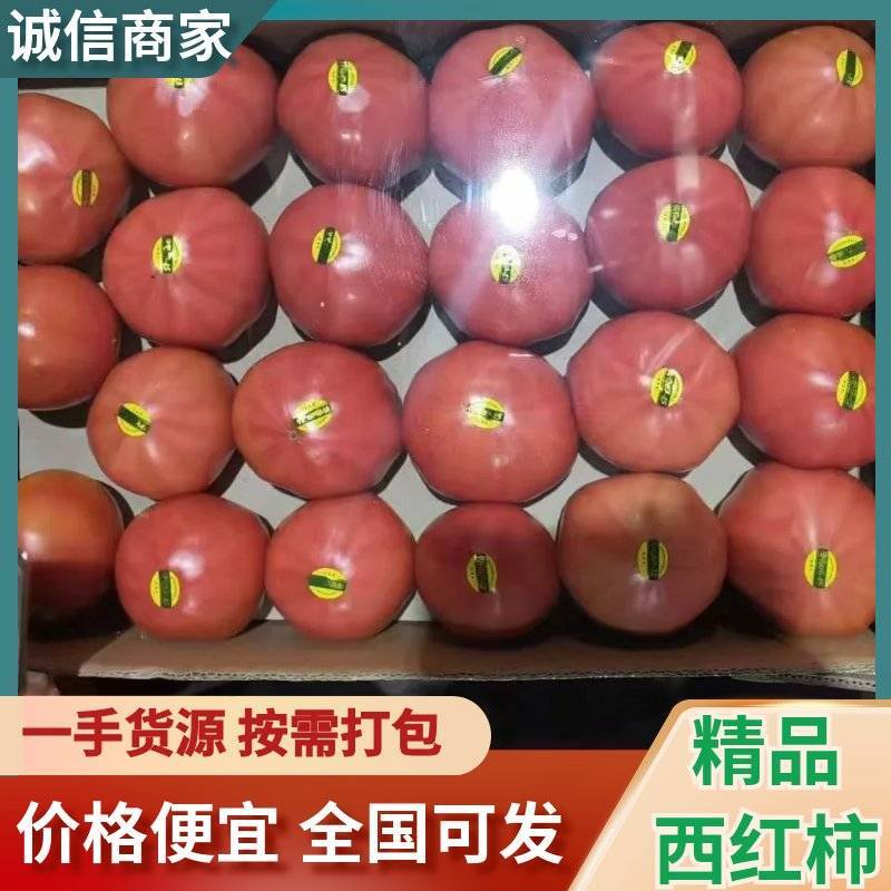 辽宁省新民市产地西红柿大量上市产地直发