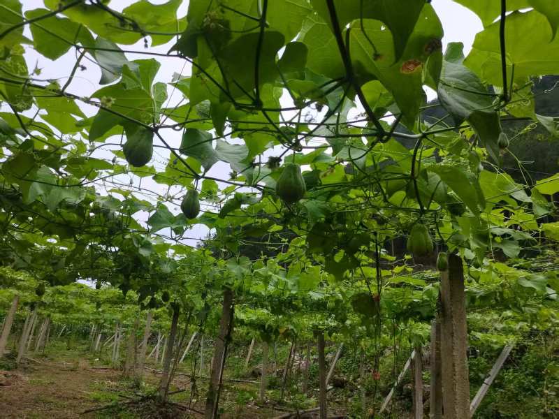 贵州佛手瓜货量充足保质保量对接市场档口商超电商渠道欢迎咨