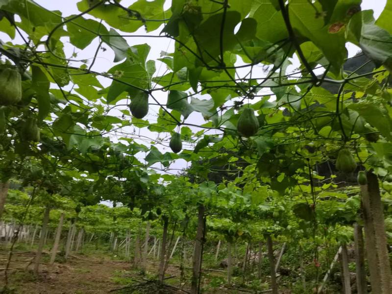 贵州佛手瓜货量充足保质保量对接市场档口商超电商渠道欢迎咨
