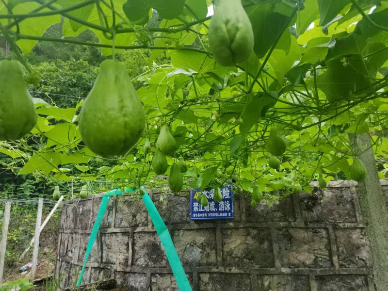 贵州佛手瓜货量充足保质保量对接市场档口商超电商渠道欢迎咨