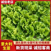 精品意大利生菜新鲜采摘品质保障供应高档餐厅价格可谈