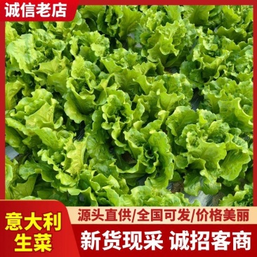 精品意大利生菜新鲜采摘品质保障供应高档餐厅价格可谈