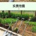 一体铁锹锰钢农用铁铲种菜家用松土种花铁锹户外铁锹便携式